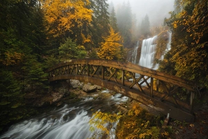 Picture of A BRIDGE IN THE FOREST