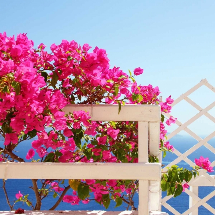 Picture of SANTORINI BLOOMS