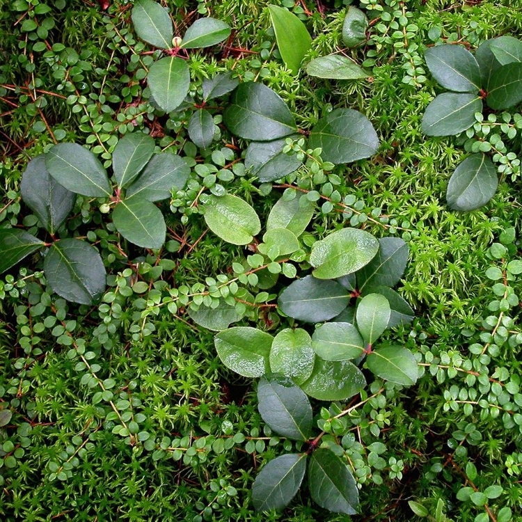 Picture of FOREST FLOOR DETAIL