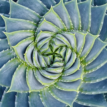 Picture of SPIRAL SUCCULENT