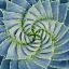 Picture of SPIRAL SUCCULENT