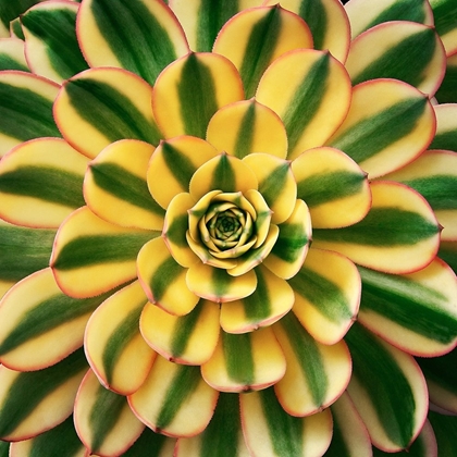 Picture of STRIPED SUCCULENT