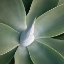 Picture of SUCCULENT TIP