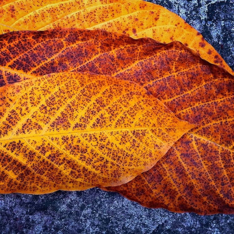 Picture of THREE LEAVES