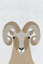 Picture of BIGHORN SHEEP