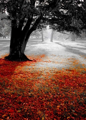 Picture of AUTUMN CONTRAST