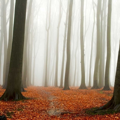 Picture of AUTUMN FOREST FLOOR