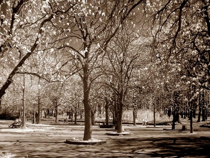 Picture of CHERRY TREE PARK