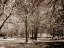 Picture of CHERRY TREE PARK