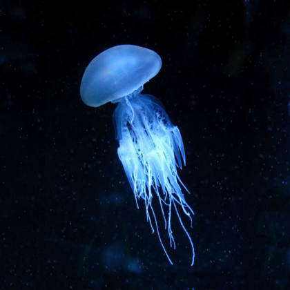 Picture of LUMINESCENT JELLYFISH