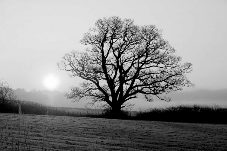 Picture of MEADOW TREE