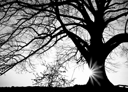 Picture of OAK SILHOUETTE