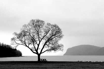 Picture of PICNIC TREE