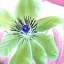 Picture of FLORAL COLOR- 12