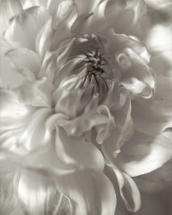 Picture of FLORISON - 18