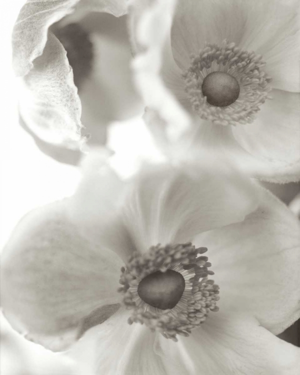Picture of FLORISON - 20