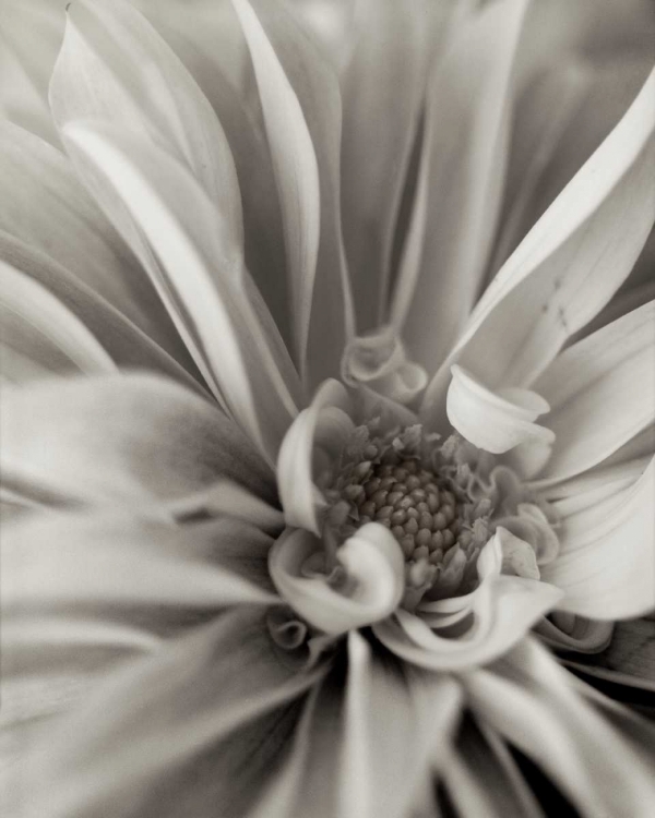 Picture of FLORISON - 21