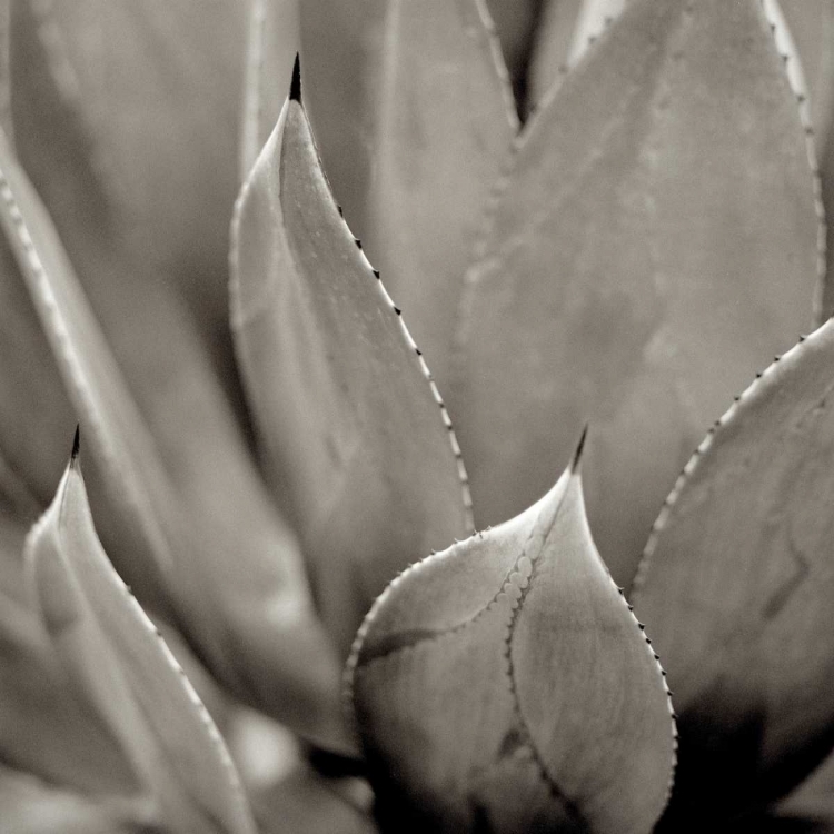 Picture of FLORISON - 49
