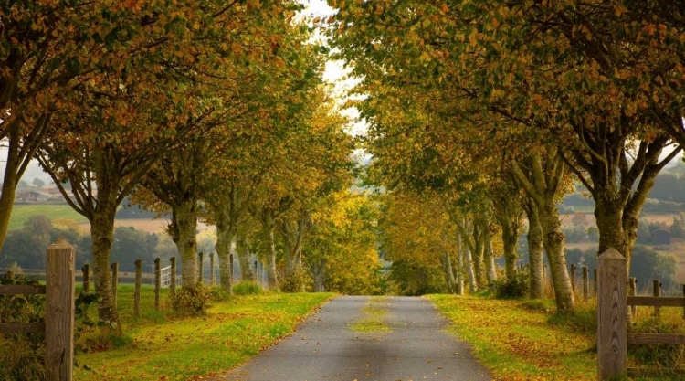 Picture of COLORS OF AUTUMN