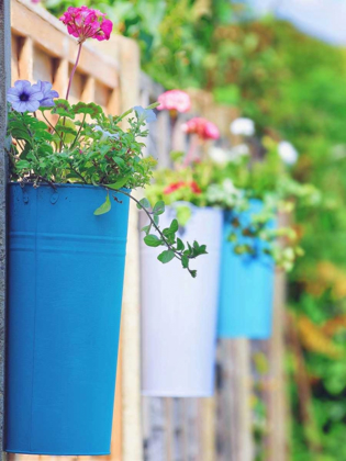 Picture of THE COLORED POTS