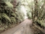 Picture of LOST COAST ROAD