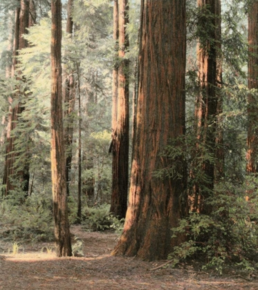 Picture of REDWOODS 2