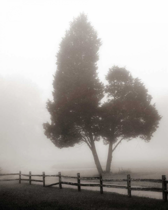 Picture of CEDAR TREE AND FENCE