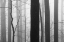 Picture of FOREST CODE