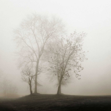 Picture of FOUR TREES IN FOG