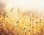 Picture of NOTHING GOLD CAN STAY