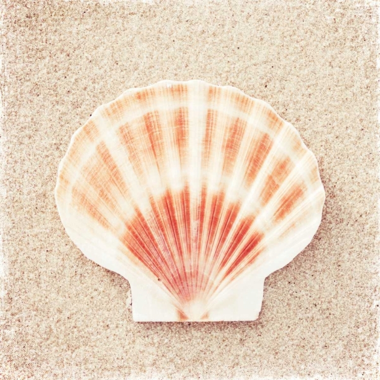 Picture of SCALLOP SHELL