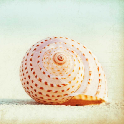 Picture of SEASHELL VOICES