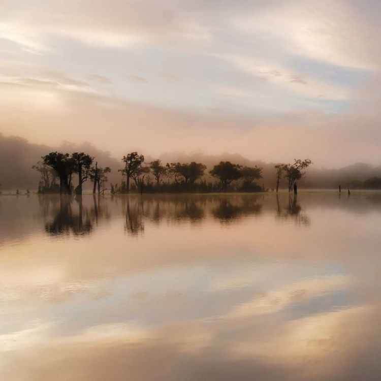 Picture of DAWN MIST ON THE AMAZON