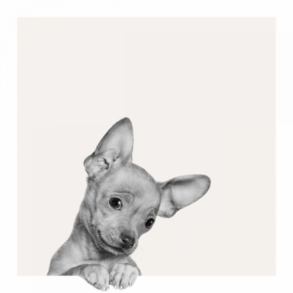 Picture of SWEET CHIHUAHUA