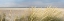 Picture of ISLAND SAND DUNES
