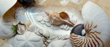 Picture of ISLAND TIDE POOL NO. 1