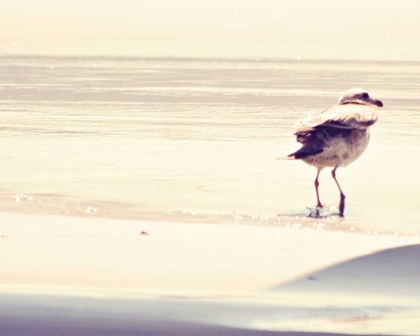Picture of BIRD AT THE BEACH