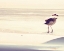 Picture of BIRD AT THE BEACH
