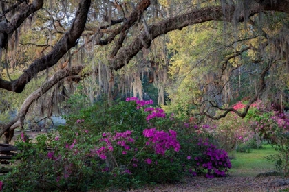 Picture of OAKS AND AZALEAS