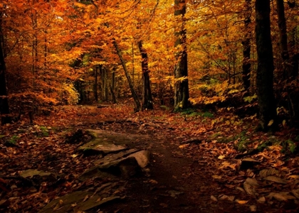 Picture of AUTUMN PATH