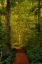 Picture of FAIRYTALE PATH