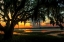 Picture of SAVANNAH EVENING