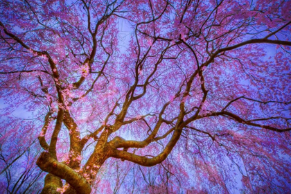 Picture of WEEPING CHERRY