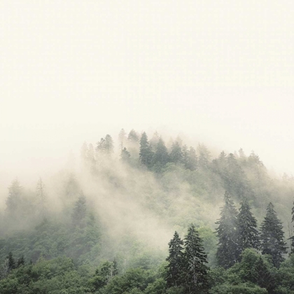 Picture of SMOKY MOUNTAINS