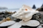 Picture of CRESCENT BEACH SHELLS 11