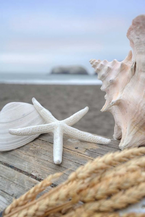 Picture of CRESCENT BEACH SHELLS 12