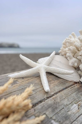 Picture of CRESCENT BEACH SHELLS 13