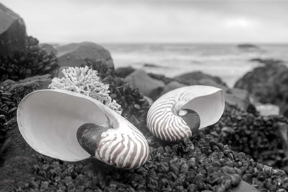 Picture of CRESCENT BEACH SHELLS 2