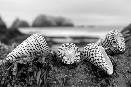 Picture of CRESCENT BEACH SHELLS 3