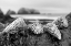 Picture of CRESCENT BEACH SHELLS 3
